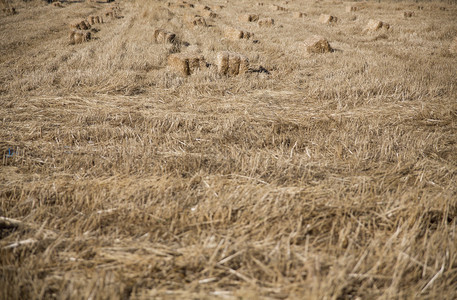 小麦收获田野和景观图片