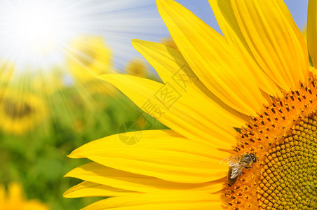 向日葵上的蜜蜂图片