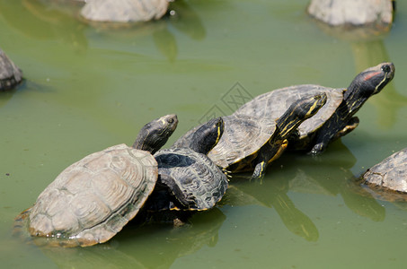 佛罗里达海龟图片