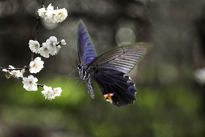 花朵上的蝴蝶用于广图片