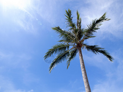 与蓝天的椰子树图片