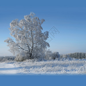结霜的冬季景观图片