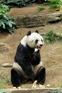 巨型熊猫图片