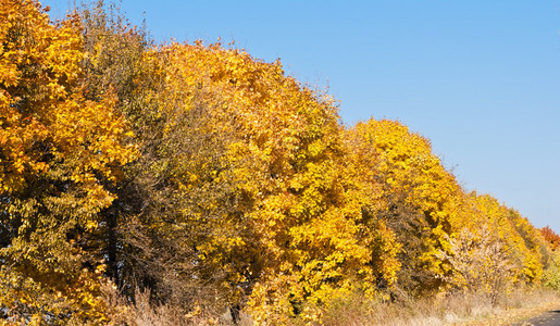金色秋天的风景图片