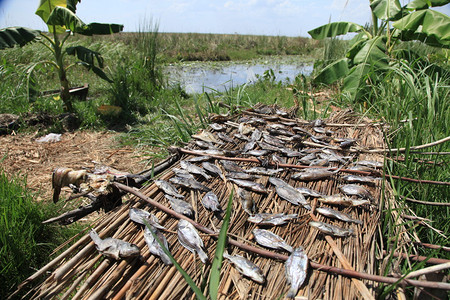 乌干达浮游渔村图片