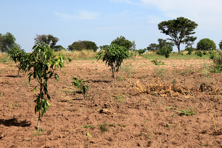 农村场乌干达图片