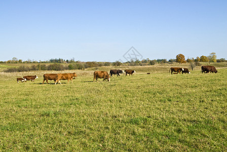 田野里的母牛和她的小牛图片