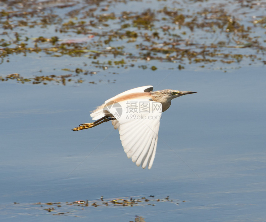 河浅水芦苇上飞翔的鹧鸪鹭野鸟图片