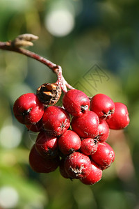 森林中冬青树上的红浆果图片
