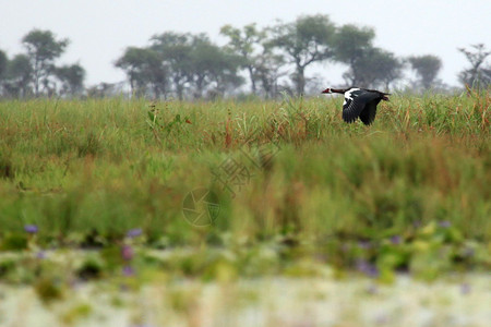 在乌干达奥佩塔湖的超级翼鹅图片