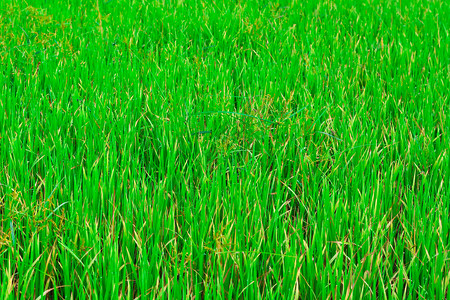 泰国东北高原绿稻田东图片