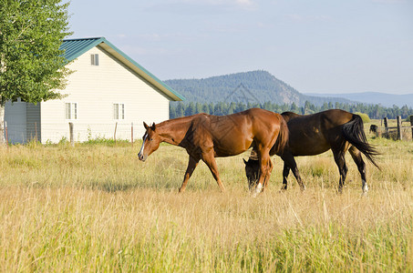 两匹棕色的马在田里吃草图片