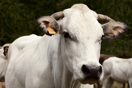 白牛的肖像图片