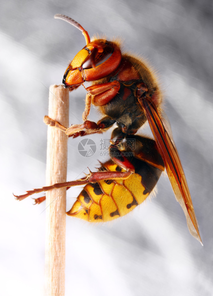 白色背景的欧洲大黄蜂Vespacracr图片