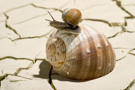 蜗牛在壳上图片