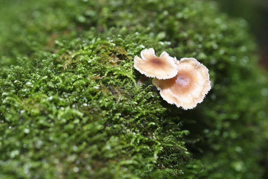 带苔藓的野蘑菇图片