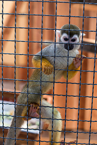 在动物园的猴子笼里图片