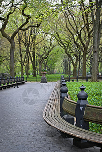 纽约市中央公园Sycamore树木和公园长图片