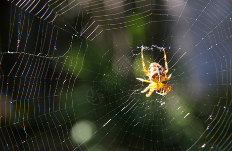 网络中蜘蛛的特写视图背景图片