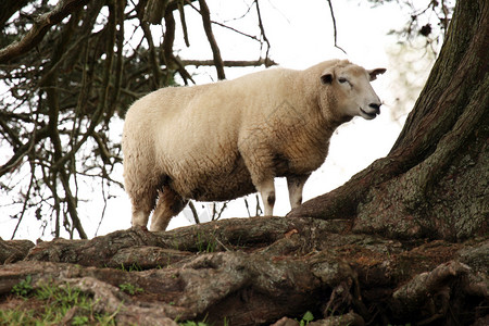白羊一棵树山奥图片