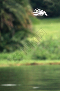 翠鸟野生动物保护区野生动物保护区图片