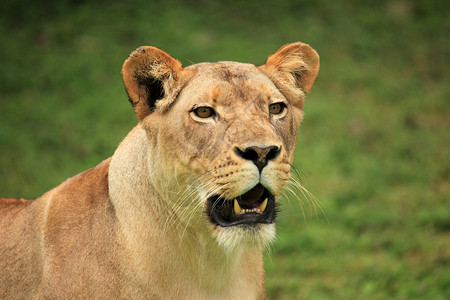 狮子非洲乌干图片