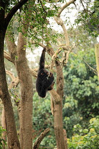 Chimpanzee非洲乌干达图片