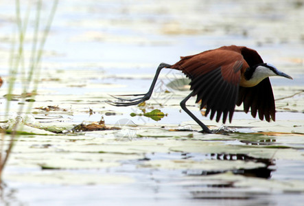 乌干达比西纳湿地野生物图片