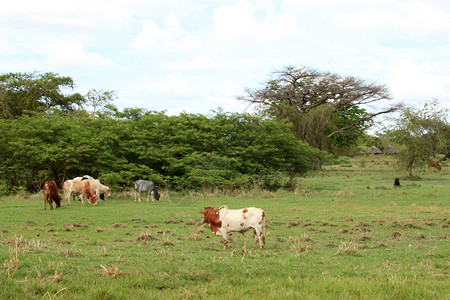 乌干达牛养殖场背景图片