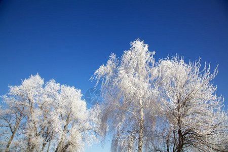 在霜装饰的冬天树图片