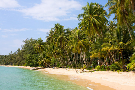 在夏天海滩泰国的可椰子树图片