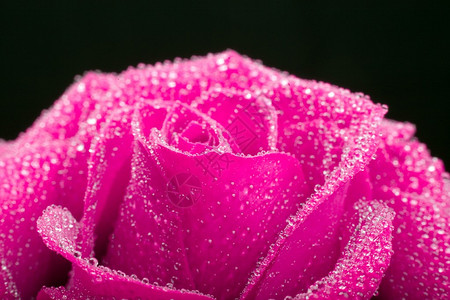 优雅的粉红玫瑰宏黑色图片