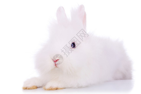 一张可爱的白毛兔子的照片看着相机看白背景图片