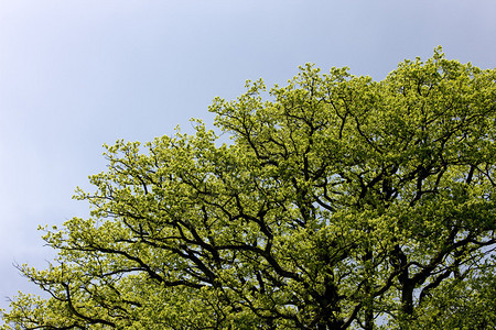 春天的树冠图片