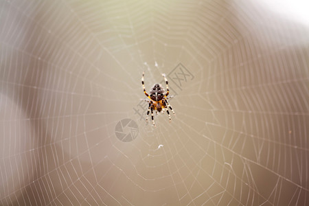 森林中网上的小十字蜘蛛图片