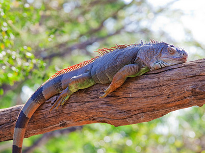 Iguana爬行图片