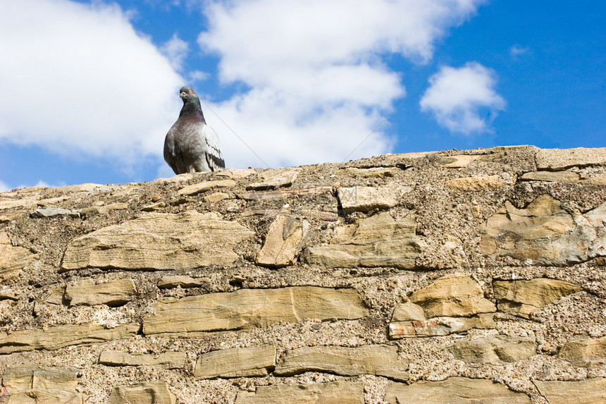 鸽子坐在石墙上对着蓝天乌云图片