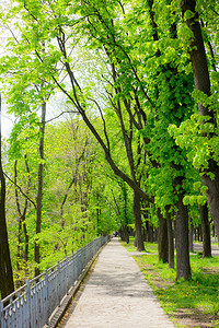 有板栗树的春天公园胡同背景图片