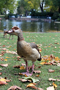 秋天公园里的一只鸭子图片