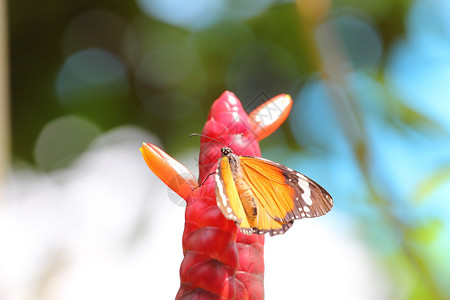 花园里的帝王蝶图片