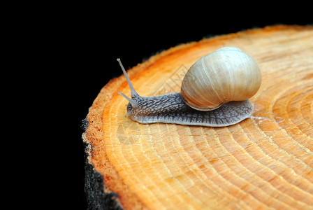 花园蜗牛Helixpo图片
