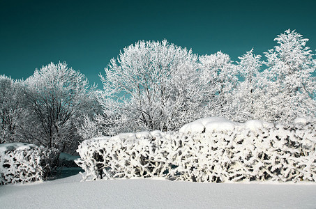 雪树下积雪图片