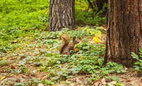 秋天森林里的小松鼠图片