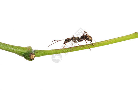 蚂蚁质图片