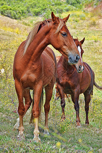 丘陵牧场上的两匹野马图片