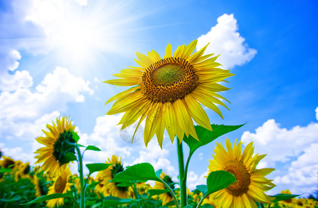 在蓝天背景的太阳花背景图片