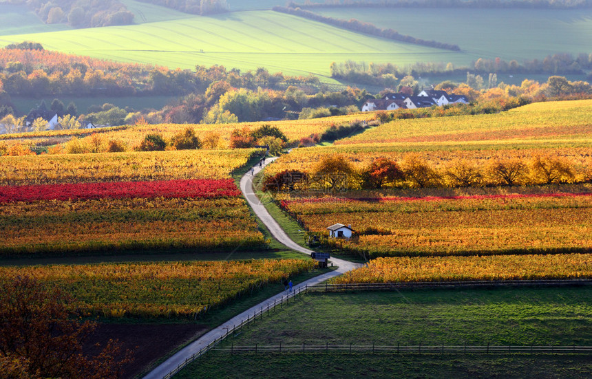 秋天的德国葡萄园图片