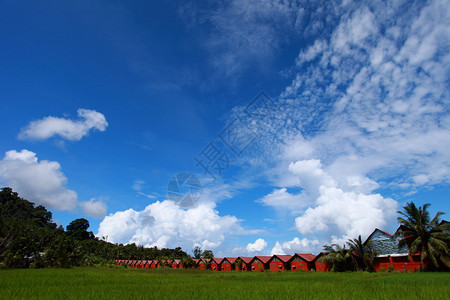 稻田风景与蓝天的图片