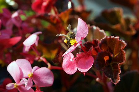 蜜蜂坐在花上图片