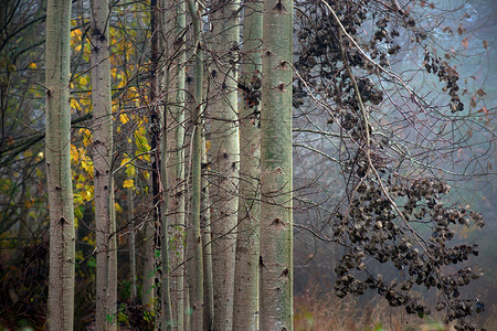 秋季雾天白杨树干的特写图片